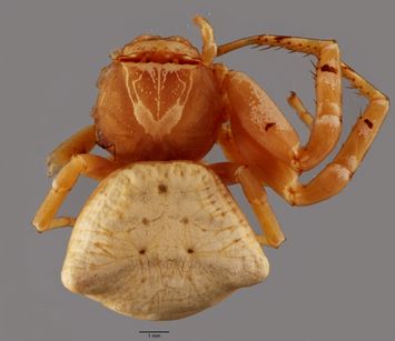 preview Thomisus okinawensis Strand, 1907